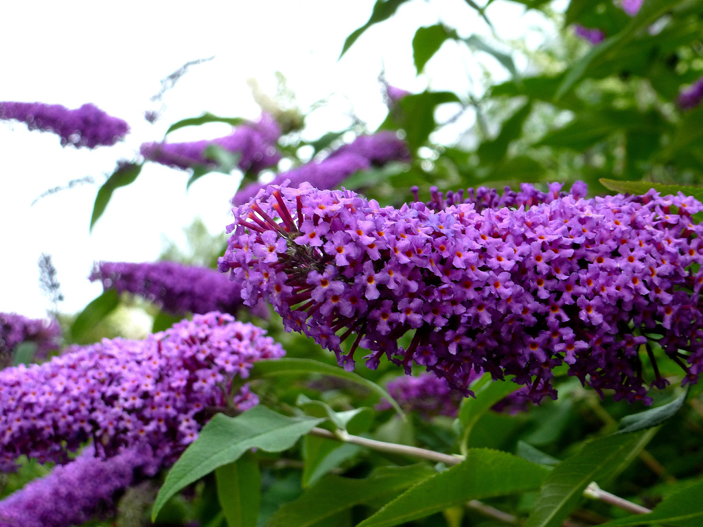 Buddleia   ... by snowy