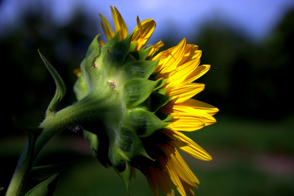 Lone Sunflower by jayberg