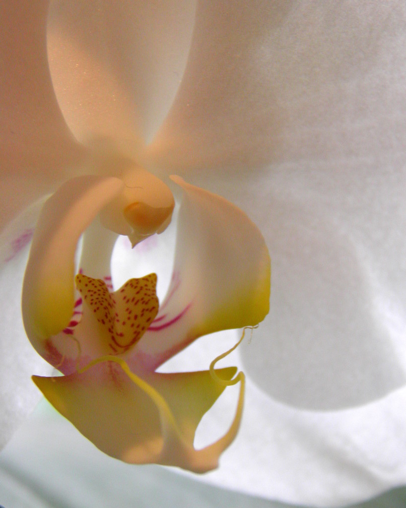 Lit Orchid by daisymiller