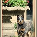 Roxie, My Guard Dog by vernabeth