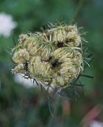 30th Jul 2016 - Queen Anne's Lace Going to Seed.