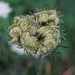 Queen Anne's Lace Going to Seed. by meotzi