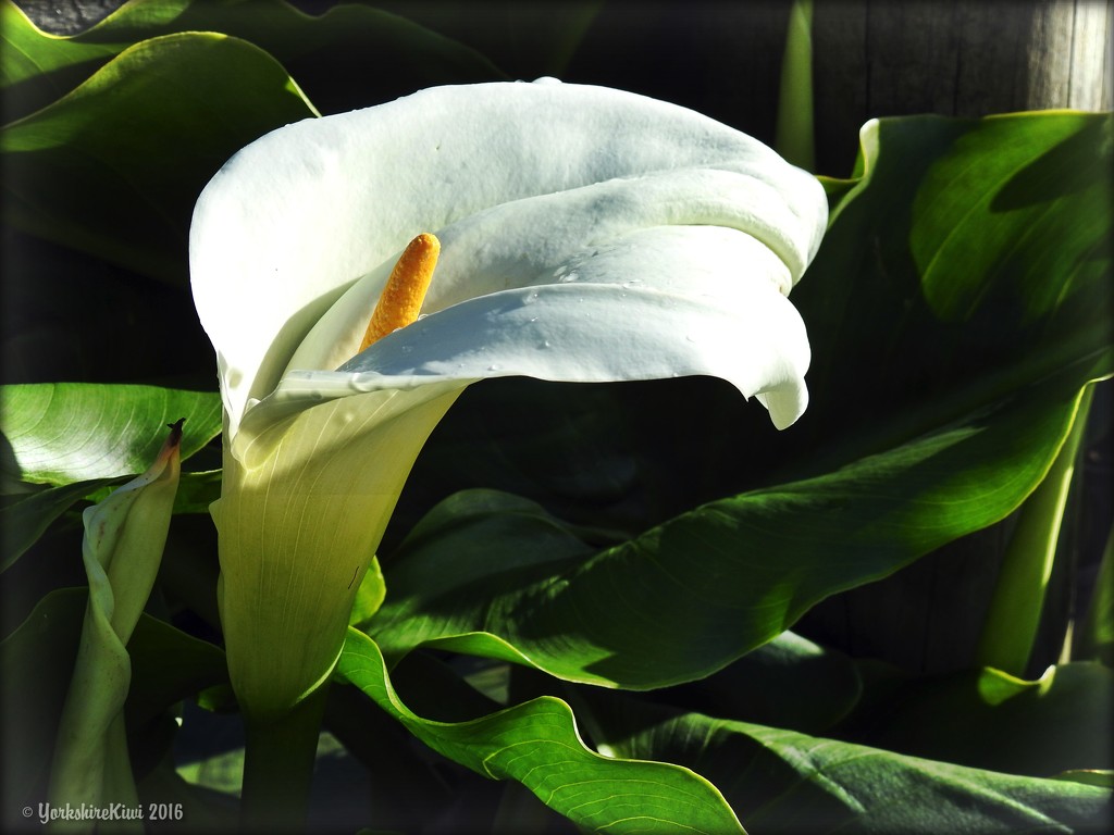 Calla lily by yorkshirekiwi