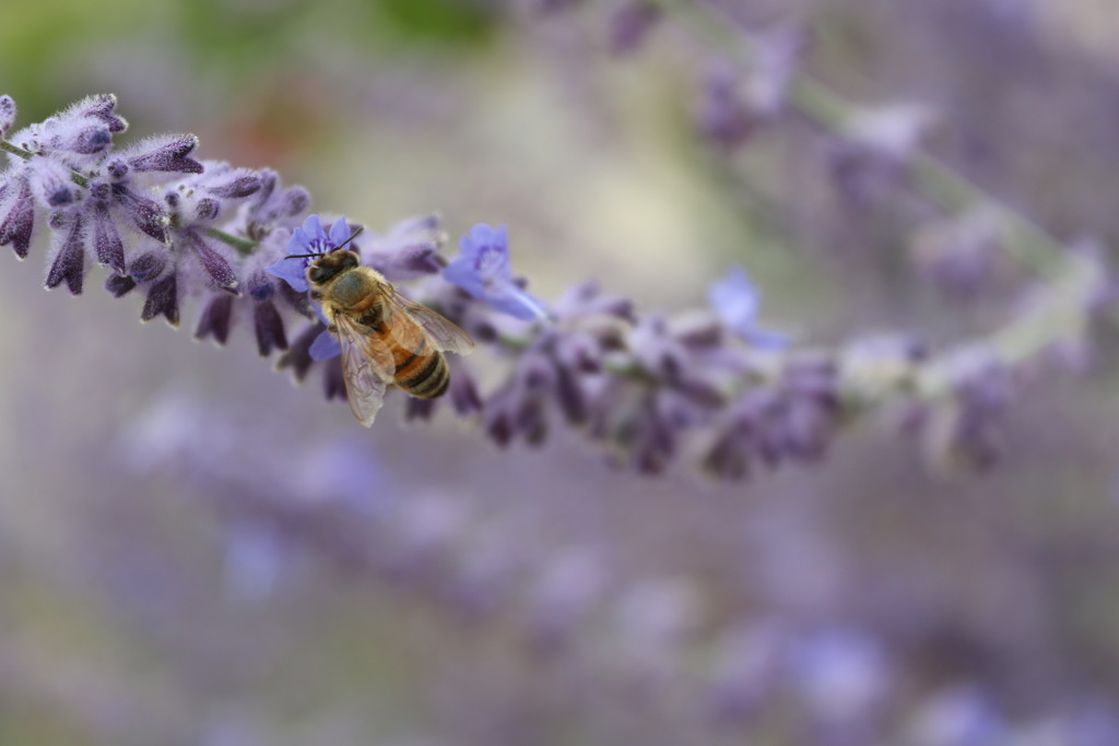 Busy by edorreandresen