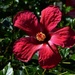 Red Hibiscus ~ by happysnaps