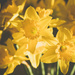 Happy Daffs  by nicolecampbell