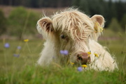 31st Jul 2016 - calf and flowers