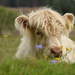 calf and flowers by christophercox