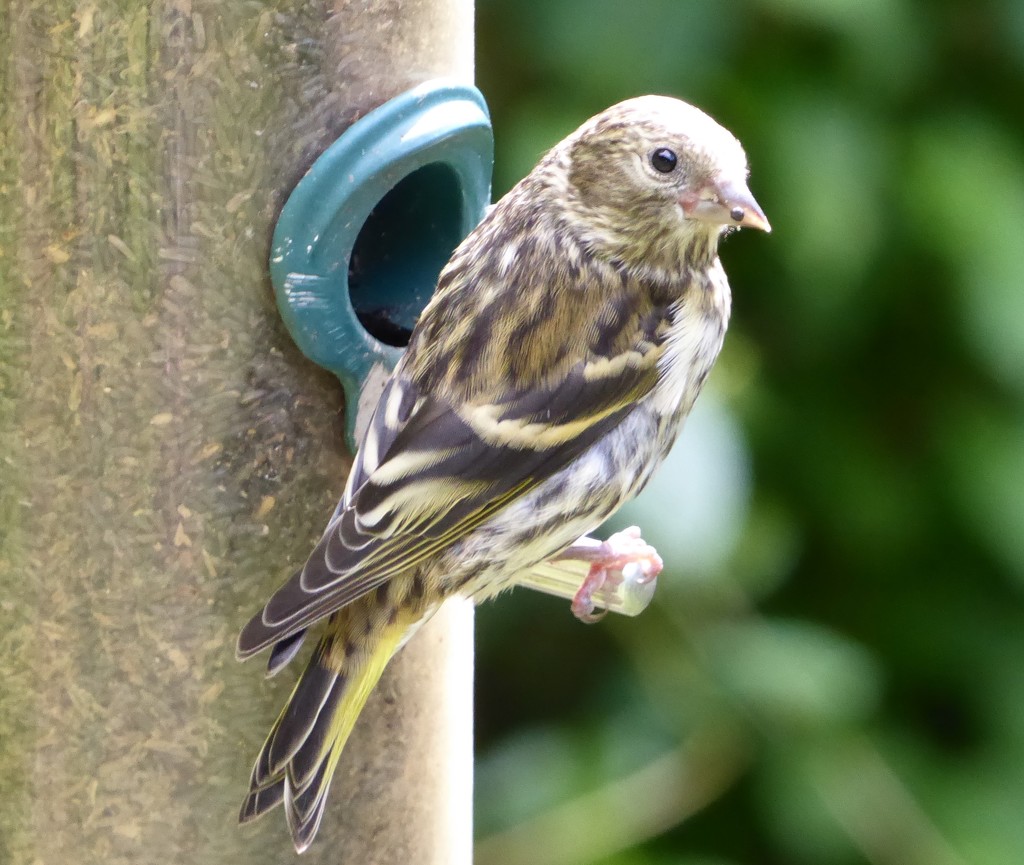  Siskin (Juvenile) by susiemc