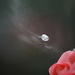 Outburst ~#2 - bursting soap bubbles  by ziggy77