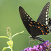 Spicebush swallowtail by rhoing