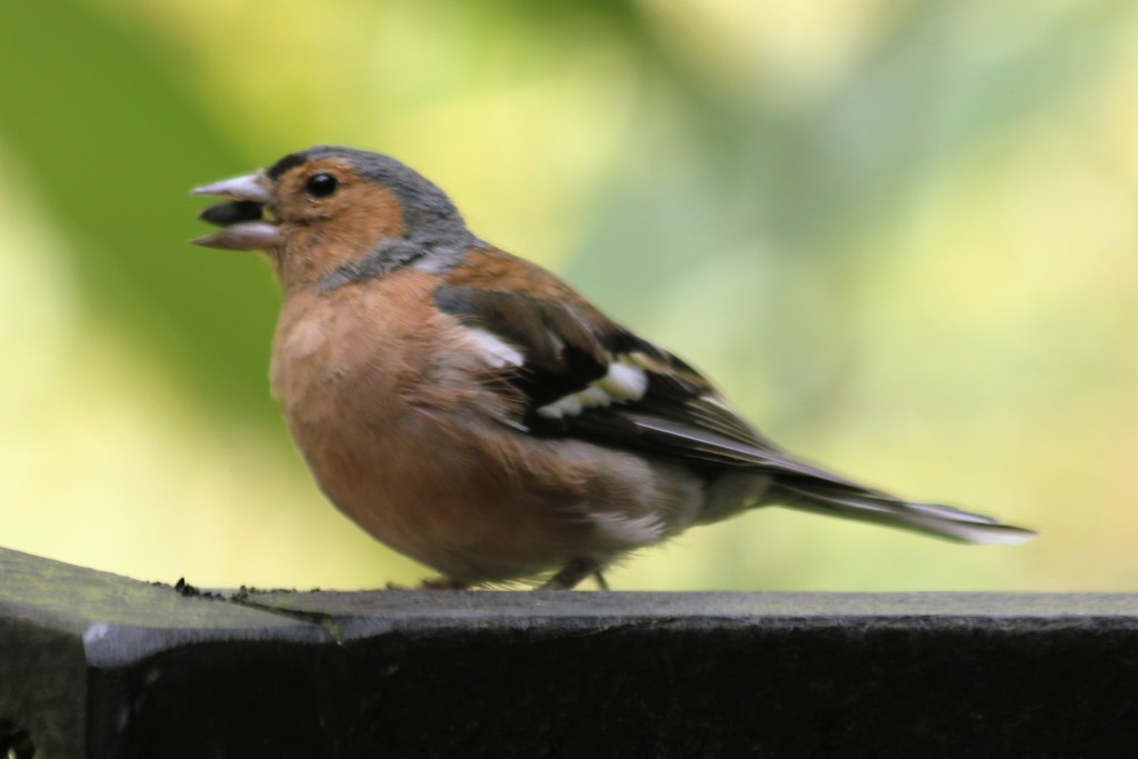Cheeky chaffinch by orchid99