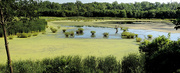 28th Jul 2016 - Watershed Nature Center Panorama