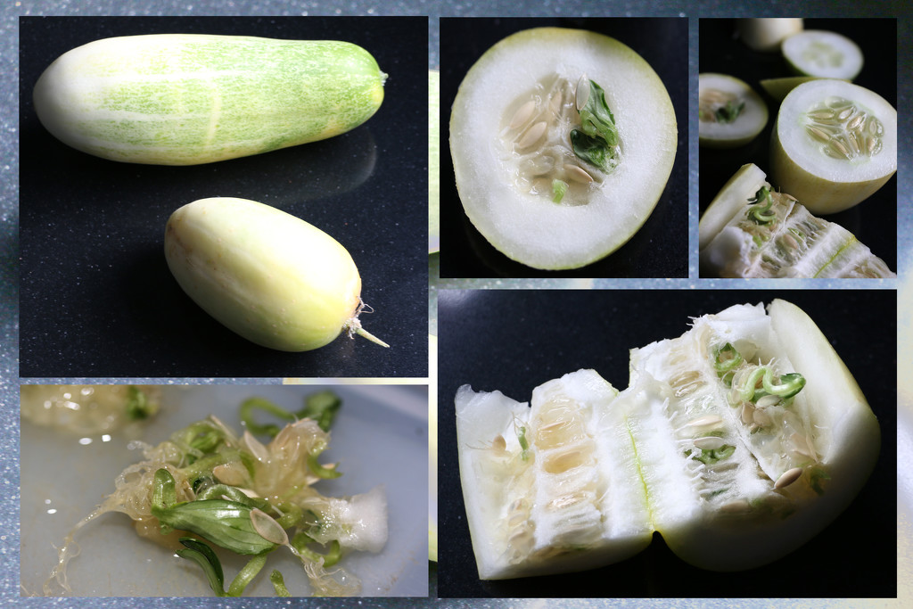 Growing Cucumber by ingrid01