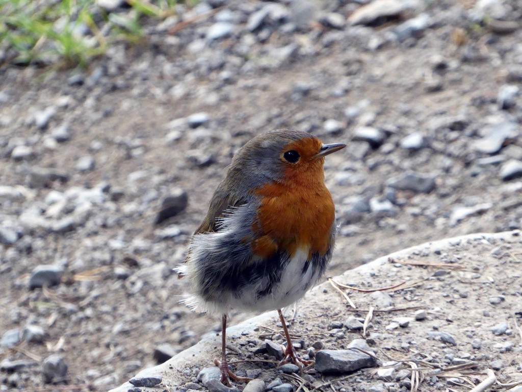 Litle Robin Redbreast by cmp