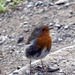 Litle Robin Redbreast by cmp