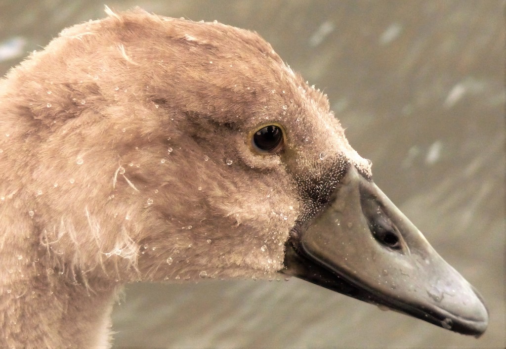Baby swan by rubyshepherd