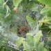 Spider's Lair by 30pics4jackiesdiamond