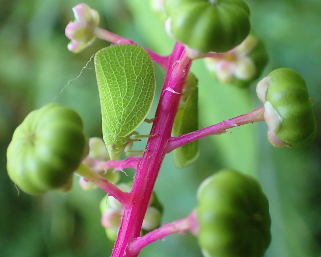 Planthopper by cjwhite