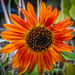 Another Sunflower by marylandgirl58