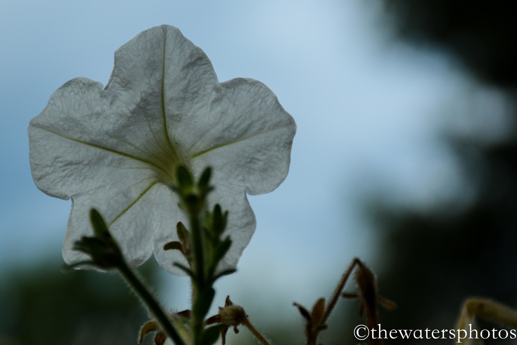 Petunia by thewatersphotos