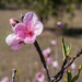 Flowering peach by kerenmcsweeney
