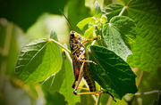 31st Jul 2016 - Eastern Lubber Grasshopper!