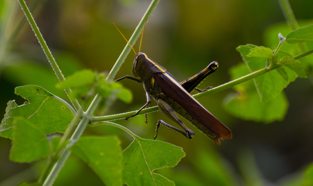 Grasshopper! by rickster549