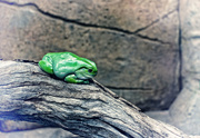 28th Jul 2016 - Green Tree Frog