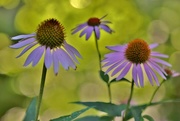 17th Jul 2016 - coneflowers in the morning