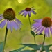 coneflowers in the morning by lynnz