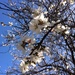 Almond Blossom by narayani
