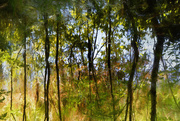 1st Aug 2016 - Wetlands Abstract - Flipped
