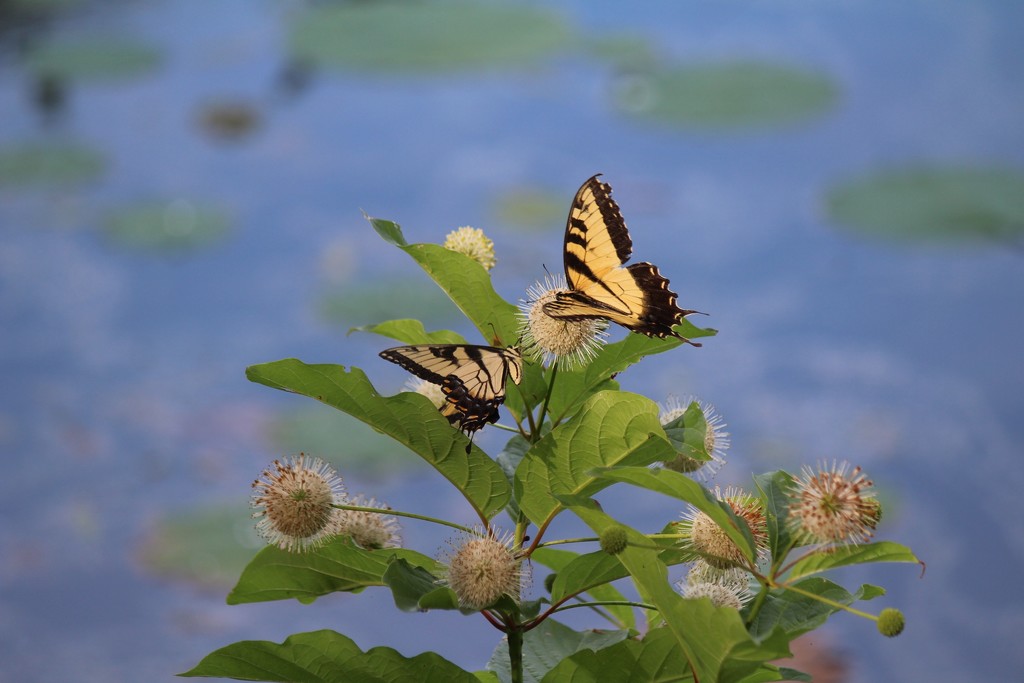 Butterflies on Button Bush by essiesue