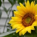 Sunfower In Bloom by paintdipper