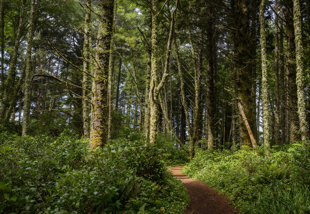 Path Through the Woods At Cape Perpetua  by jgpittenger