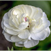 White Hollyhock? by pcoulson