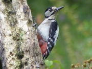 14th Jul 2015 - Greater Spotted Woodpecker - Female