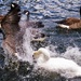 Get off my pond! by rubyshepherd