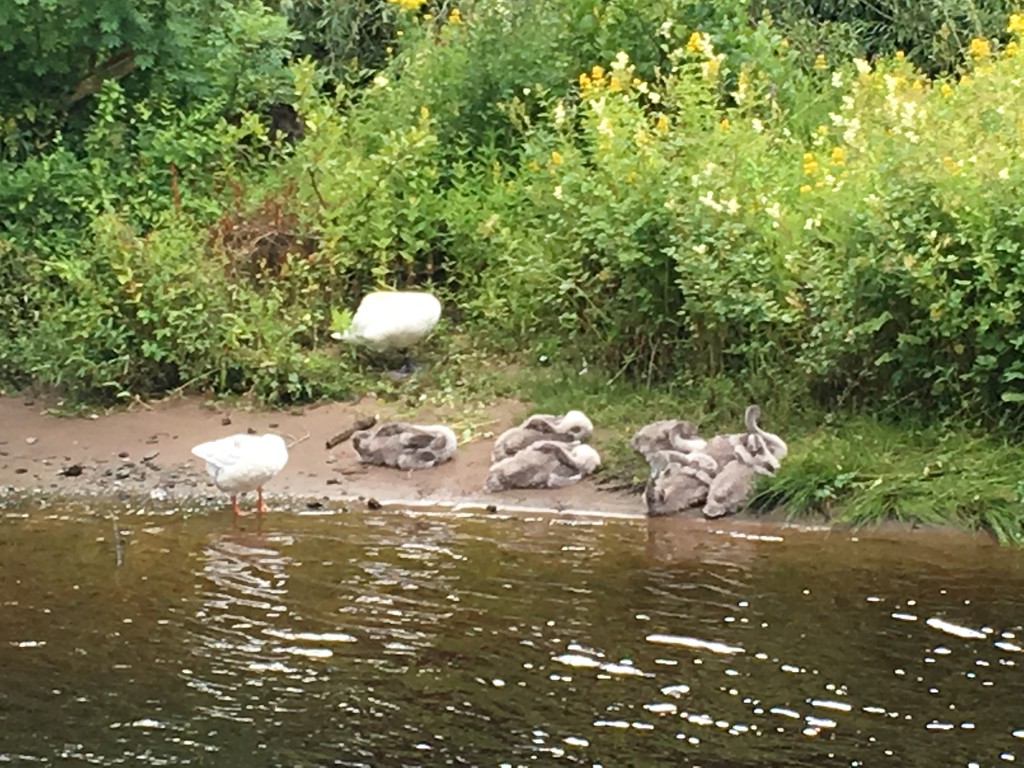 Day 26- cygnets, swan and goose at Greenan  by ceilteach_kitten