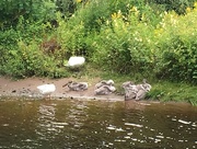 1st Aug 2016 - Day 26- cygnets, swan and goose at Greenan 