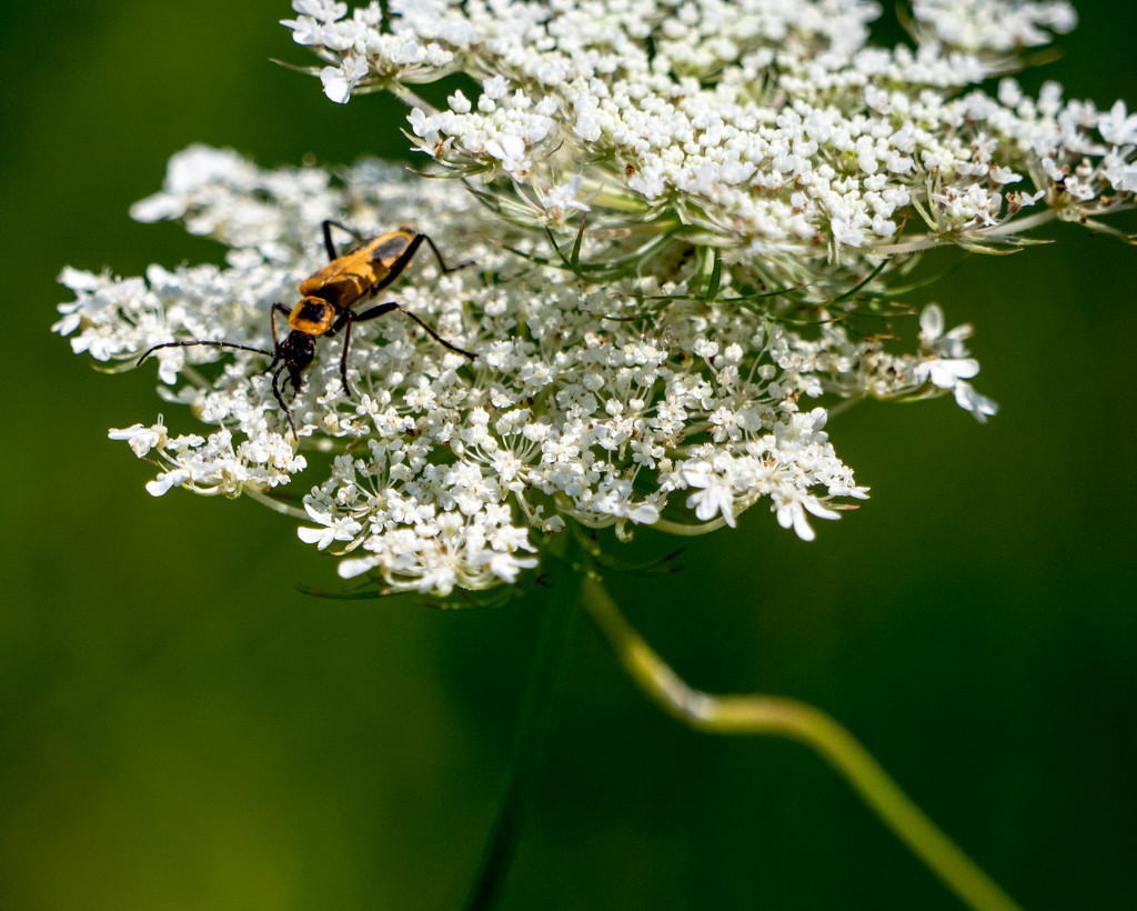 Milkweed Bug on Lace by rminer
