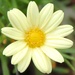 Daisy  by daffodill