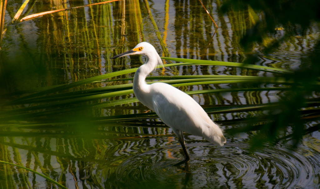 Snowy Egret in the Palmetto's! by rickster549