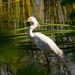 Snowy Egret in the Palmetto's! by rickster549