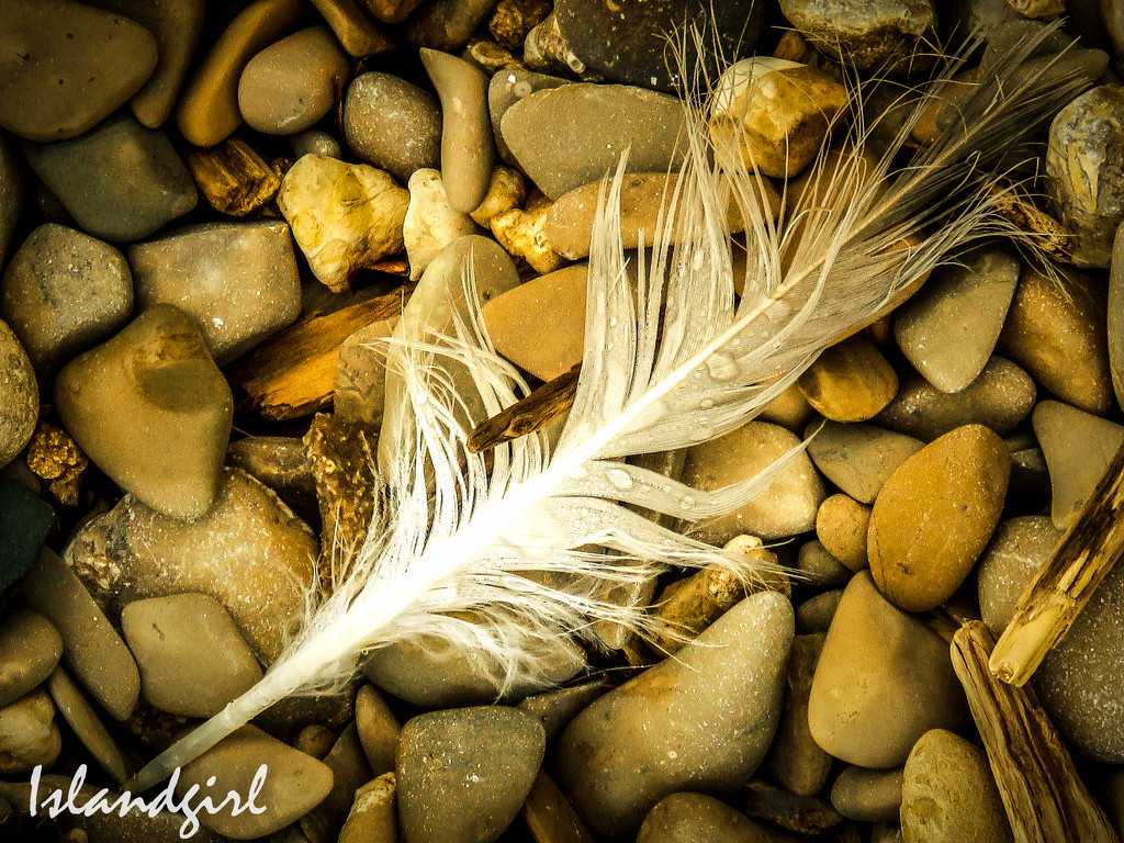 Feather and Pebbles  by radiogirl