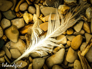 1st Aug 2016 - Feather and Pebbles 