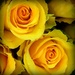 Yellow roses! by homeschoolmom