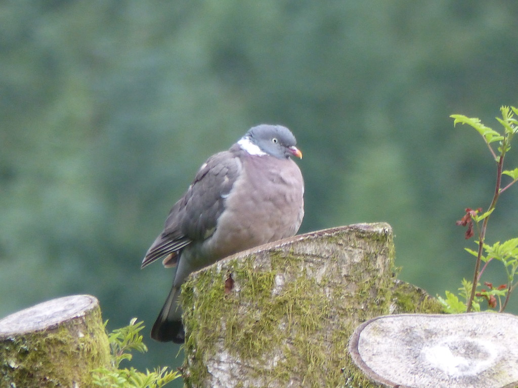  Big Fat Woodpigeon  by susiemc