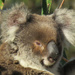 not so bright eyed by koalagardens